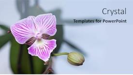  Presentation with orchids - PPT layouts featuring beautiful-light-pink-orchids background and a light blue colored foreground