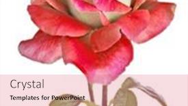  Presentation with white rose - PPT theme enhanced with beautiful-light-red-color-rose background and a coral colored foreground