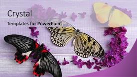  Presentation with butterflies - Slide set having beautiful lilac flowers and butterflies background and a lemonade colored foreground