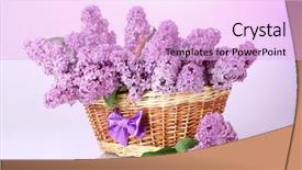  Presentation with purple flowers - Presentation theme enhanced with beautiful lilac flowers in basket on purple background background and a lavender colored foreground
