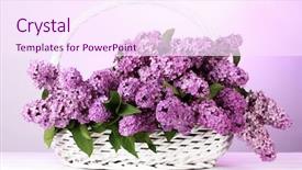 Presentation with purple flowers - Presentation design enhanced with beautiful lilac flowers in basket on purple background background and a pink colored foreground