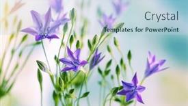  Presentation with beautiful spring flowers - PPT theme featuring beautiful-lilac-flowers-of-trithelia background and a lemonade colored foreground