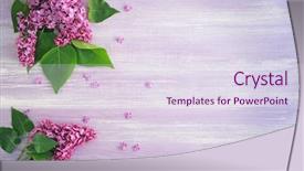  Presentation with flowers - Cool new theme with beautiful lilac flowers on violet backdrop and a sky blue colored foreground