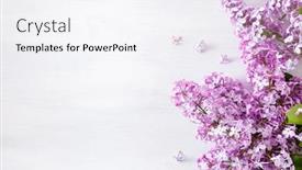  Presentation with white flowers - Cool new slides with beautiful-lilac-flowers-on-white backdrop and a white colored foreground