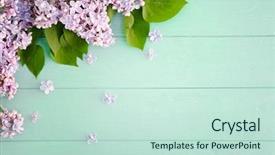  Presentation with wedding - Colorful PPT theme enhanced with beautiful lilac flowers on wooden backdrop and a soft green colored foreground