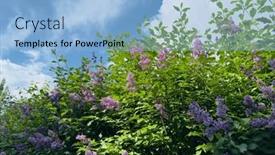  Presentation with closed - PPT layouts enhanced with beautiful-lilac-flowers-tree-closed background and a light blue colored foreground