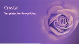  Presentation with flower beautiful lilac border - Cool new slide set with beautiful lilac rose in color backdrop and a  colored foreground