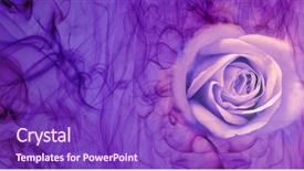  Presentation with smoke - Slide set having beautiful lilac rose in smoke background and a  colored foreground
