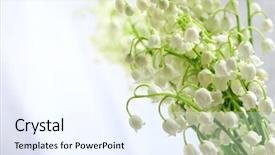  Presentation with lily of the valley close - Beautiful presentation design featuring beautiful lilies of the valley backdrop and a sky blue colored foreground