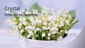  Presentation with lily - Slide deck having beautiful lilies of the valley background and a  colored foreground