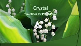  Presentation with lily of the valley close - Presentation design enhanced with beautiful lilies of valley outdoors background and a forest green colored foreground