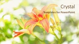  Presentation with beautiful green - Slides featuring beautiful lilies on blurred green background background and a soft green colored foreground