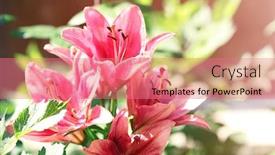  Presentation with beautiful green - PPT layouts consisting of beautiful-lilies-on-blurred-green background and a coral colored foreground