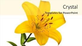  Presentation with lotus flower white water lily - Colorful slides enhanced with tongue - lips kiss woman young beautiful backdrop and a coral colored foreground