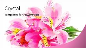  Presentation with lily flower - Theme consisting of beautiful lily flower isolate on white background and a pink colored foreground