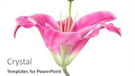  Presentation with lily flower - 