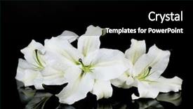  Presentation with lily - Presentation theme having beautiful lily isolated on black background and a black colored foreground