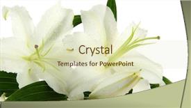  Presentation with lily - Cool new slide set with beautiful lily isolated on white backdrop and a soft green colored foreground