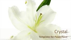  Presentation with lily - Audience pleasing PPT theme consisting of beautiful lily isolated on white backdrop and a soft green colored foreground