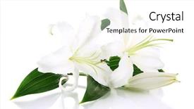  Presentation with lily - Slide set featuring beautiful lily isolated on white background and a white colored foreground