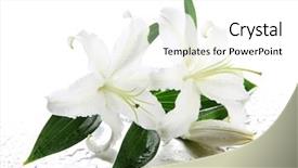  Presentation with lily - Colorful slide deck enhanced with beautiful lily isolated on white backdrop and a white colored foreground