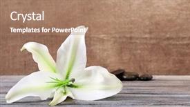  Presentation with lily - Presentation theme having beautiful lily on wooden table background and a coral colored foreground