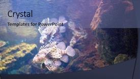  Presentation with coral - PPT theme having devil firefish - beautiful lionfish on the coral background and a teal colored foreground