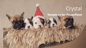  Presentation with vintage christmas - Theme having beautiful-little-bulldog-puppies-wearing background and a coral colored foreground
