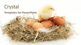  Presentation with eggshell - Audience pleasing theme consisting of beautiful little chicken eggs and eggshell in nest isolated on the white backdrop and a cream colored foreground