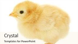  Presentation with chick - Cool new presentation with beautiful little chicken isolated backdrop and a lemonade colored foreground