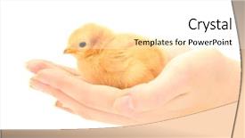  Presentation with chicken poultry farm white layer - Theme with beautiful little chicken on hands background and a white colored foreground