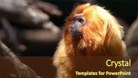 Presentation with golden lion tamarin - Presentation theme consisting of beautiful little golden lion tamarin background and a tawny brown colored foreground
