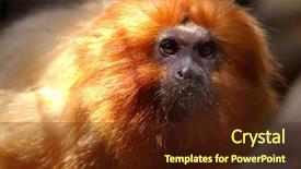  Presentation with golden lion tamarin - Slides featuring beautiful little golden lion tamarin background and a wine colored foreground