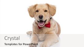  Presentation with tongue - Cool new slide set with beautiful-little-golden-retriever-dog backdrop and a light gray colored foreground