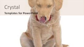  Presentation with puppy - Presentation theme consisting of beautiful-little-labrador-retriever-puppy background and a coral colored foreground