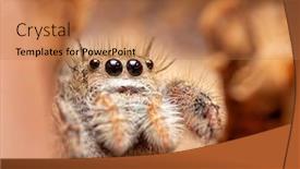  Presentation with spider - Colorful presentation theme enhanced with beautiful-little-phidippus-princeps-jumping backdrop and a coral colored foreground