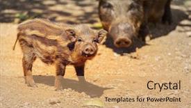  Presentation with chinese new year 2019 - Slide deck consisting of beautiful little pig chinese new background and a coral colored foreground