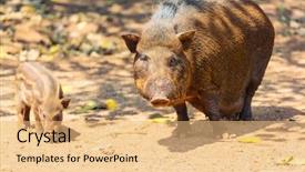  Presentation with chinese new year 2019 - Amazing PPT layouts having beautiful little pig chinese new backdrop and a yellow colored foreground
