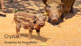  Presentation with 2019 chinese new year - Slides consisting of beautiful little pig chinese new background and a yellow colored foreground