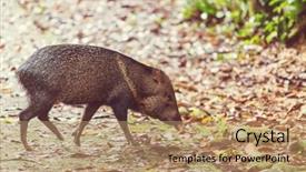 Presentation with chinese new year 2019 - Beautiful theme featuring beautiful little pig chinese new backdrop and a coral colored foreground
