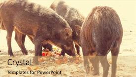  Presentation with wild boar - PPT theme consisting of beautiful little pig wild boar background and a coral colored foreground