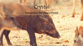  Presentation with wild boar - Presentation with beautiful little pig wild boar background and a coral colored foreground