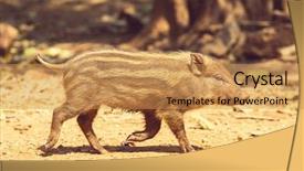  Presentation with wild boar - Colorful presentation theme enhanced with beautiful little pig wild boar backdrop and a gold colored foreground
