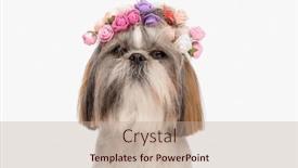  Presentation with white flowers - Presentation design having beautiful-little-shih-tzu-dog background and a coral colored foreground