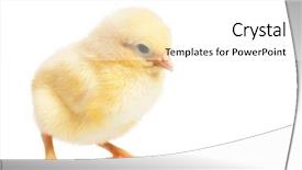  Presentation with chick - Colorful PPT theme enhanced with beautiful little yellow chicken isolated backdrop and a white colored foreground