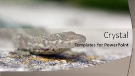  Presentation with wildlife - Presentation having beautiful-lizard-macro-wildlife-photography background and a light gray colored foreground