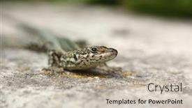  Presentation with wildlife - Presentation having beautiful-lizard-wildlife-photography-portugal background and a mint green colored foreground