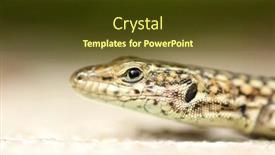  Presentation with wildlife - Audience pleasing presentation theme consisting of beautiful-lizard-wildlife-photography-portugal backdrop and a tawny brown colored foreground