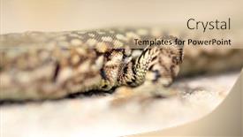  Presentation with wildlife - PPT theme consisting of beautiful-lizard-wildlife-photography-portugal background and a lemonade colored foreground