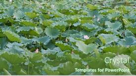  Presentation with lotus flower - 